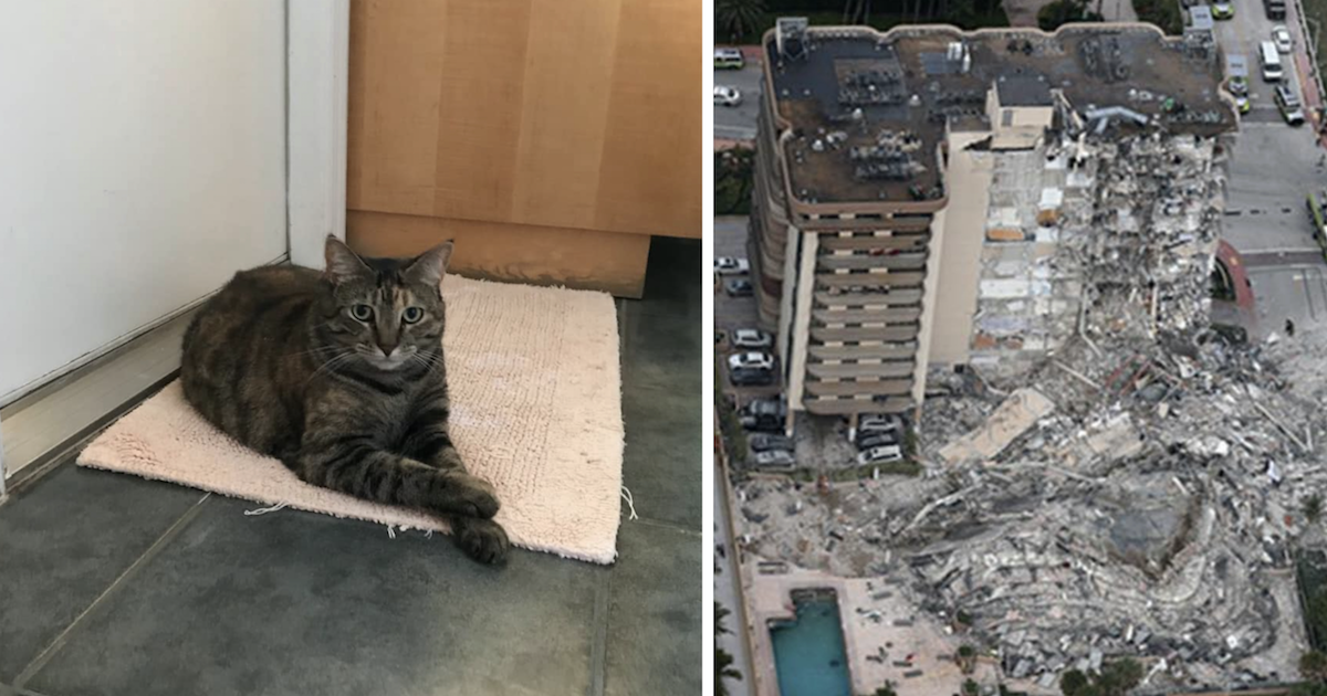 Households Panic Over Lacking Pets After Miami Condominium Collapsed
