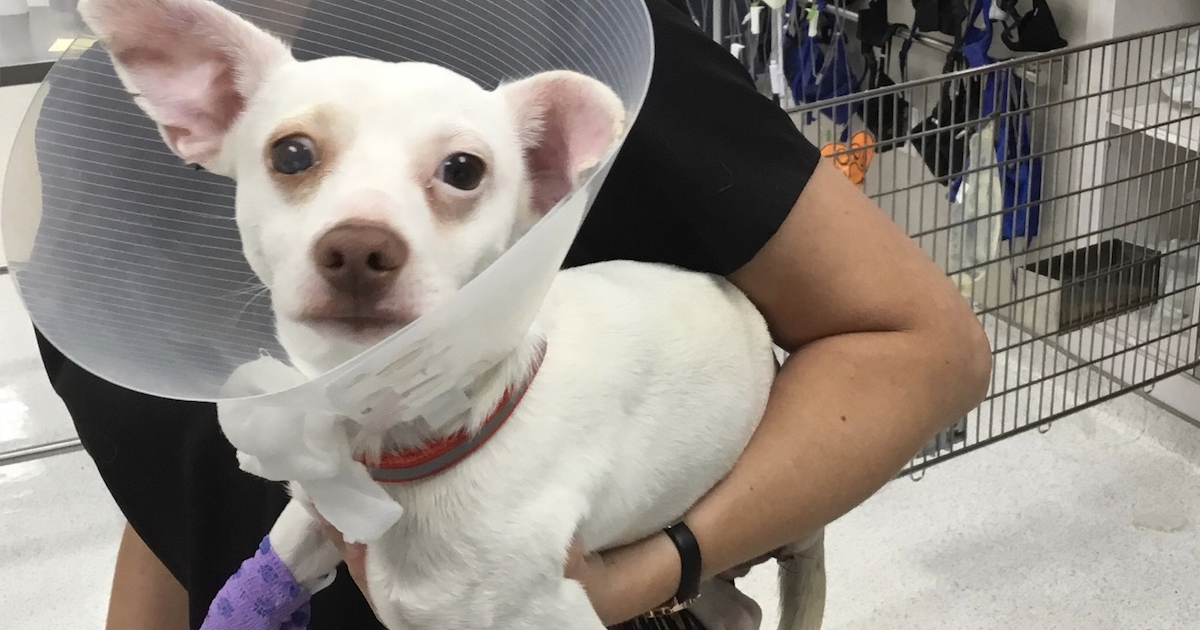 Abused Canine Left In Health club Parking Lot Will get Leg Amputated