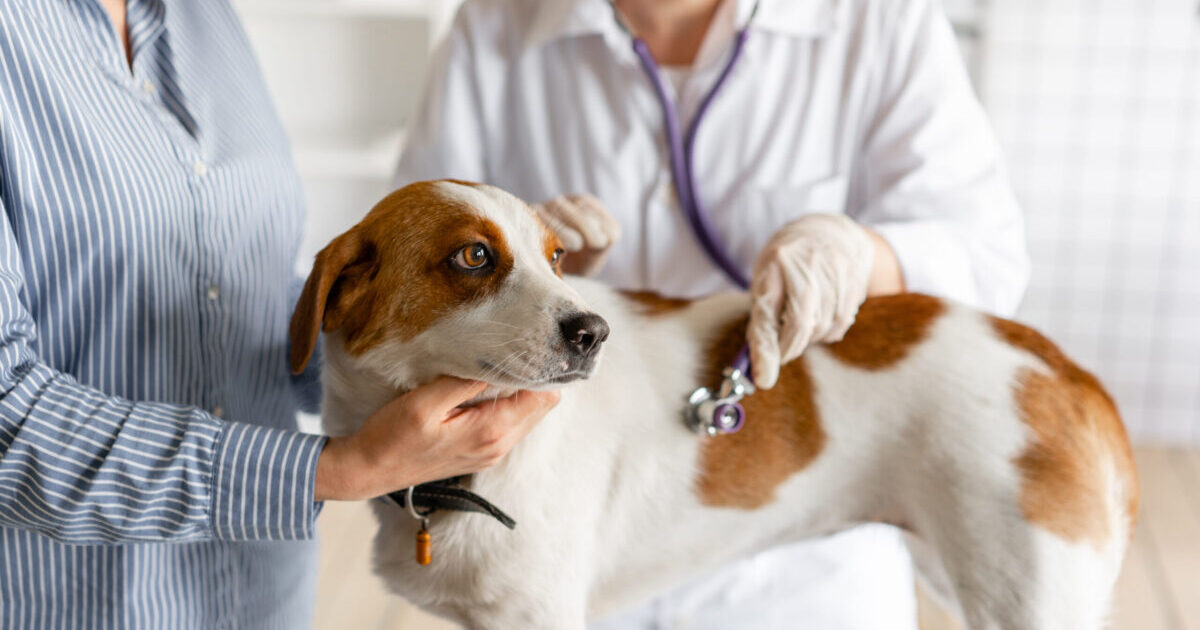 You Can Simply Keep away from Costly Vet Payments With Pawp
