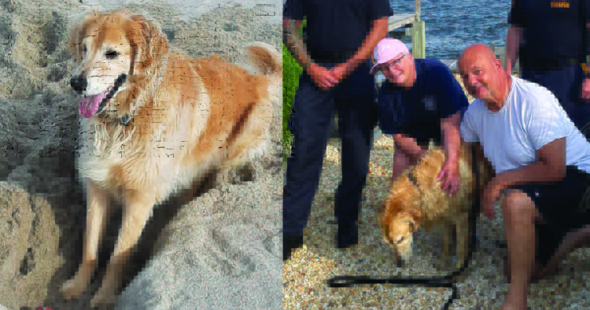 Canine Misplaced For two Weeks Found Drained However Alive In New Jersey Swamp