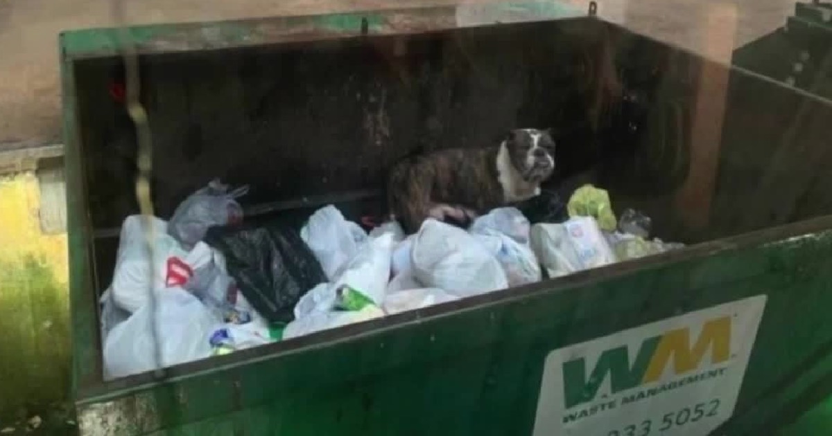 Canine Found In Dumpster Seconds Earlier than She Was Crushed