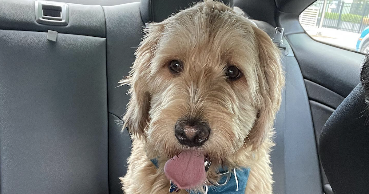 Canine Passes Away After Disappearing With Pet Sitter