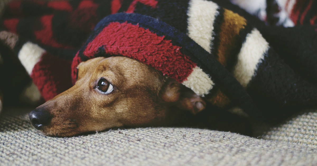 9 Ideas To Maintain Your Canine Calm And Secure This 4th Of July