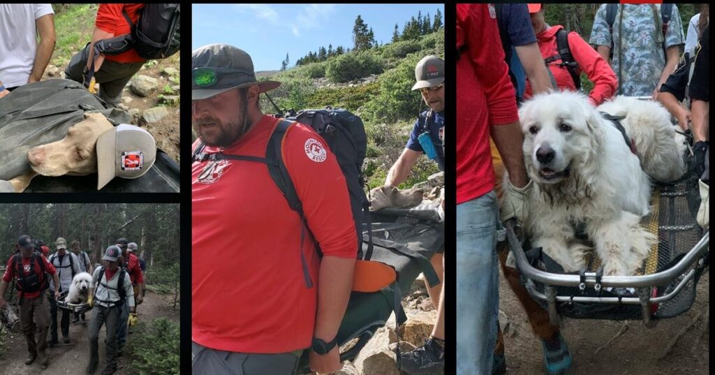 Dogs Who Collapsed From Exhaustion On Hot Hikes Rescued