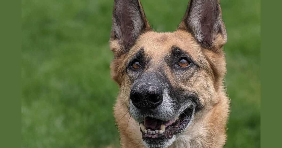Shelter Euthanizes Canine Regardless of Nonprofit’s Efforts To Save Him