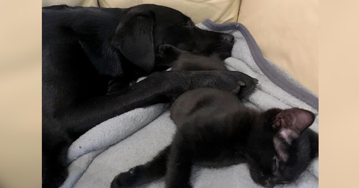 Loving Lab Steps In As Foster “Mom” To Seven Orphaned Kittens