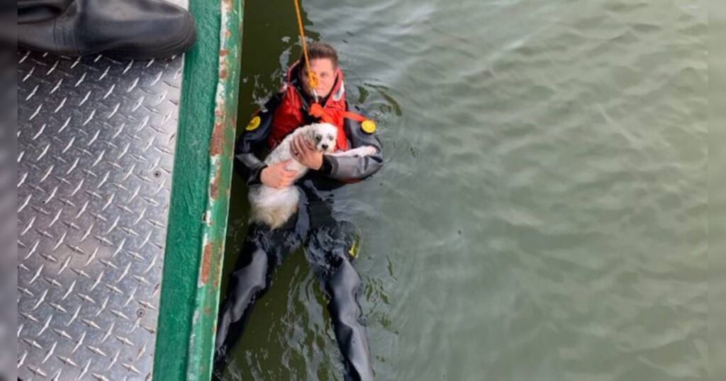 NY Police Rescue Dog & The Owner Who Jumped Into Hudson River To Save Him