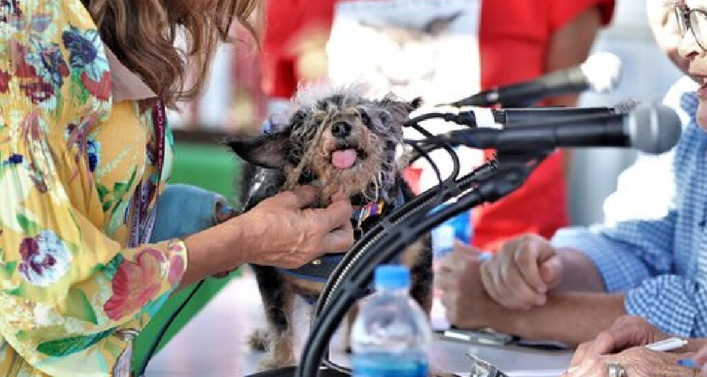 "World's Ugliest Dog" Competition Celebrates Adorable Rescue, Senior Pups And Their Stories
