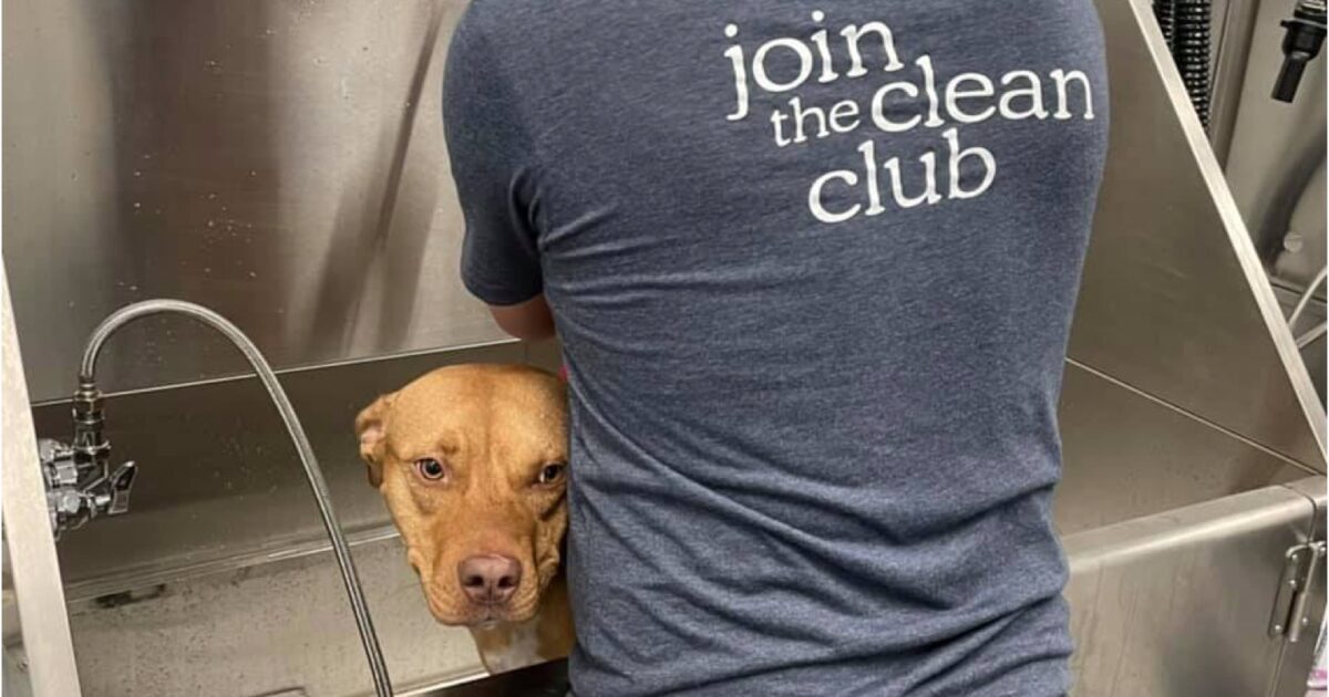 “Clear Begin” Grooming Program Helps Adoptable Canine Get Shiny & Wholesome