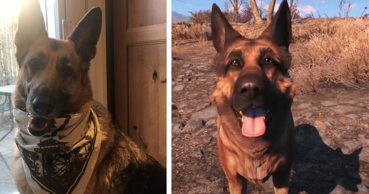 River, The Canine Who Impressed A ‘Fallout 4’ Recreation Character, Passes Away