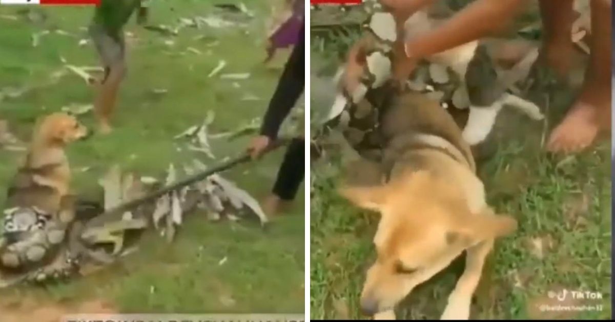 Courageous Younger Boys Rescue Their Household Canine From The Grips Of A Boa Constrictor