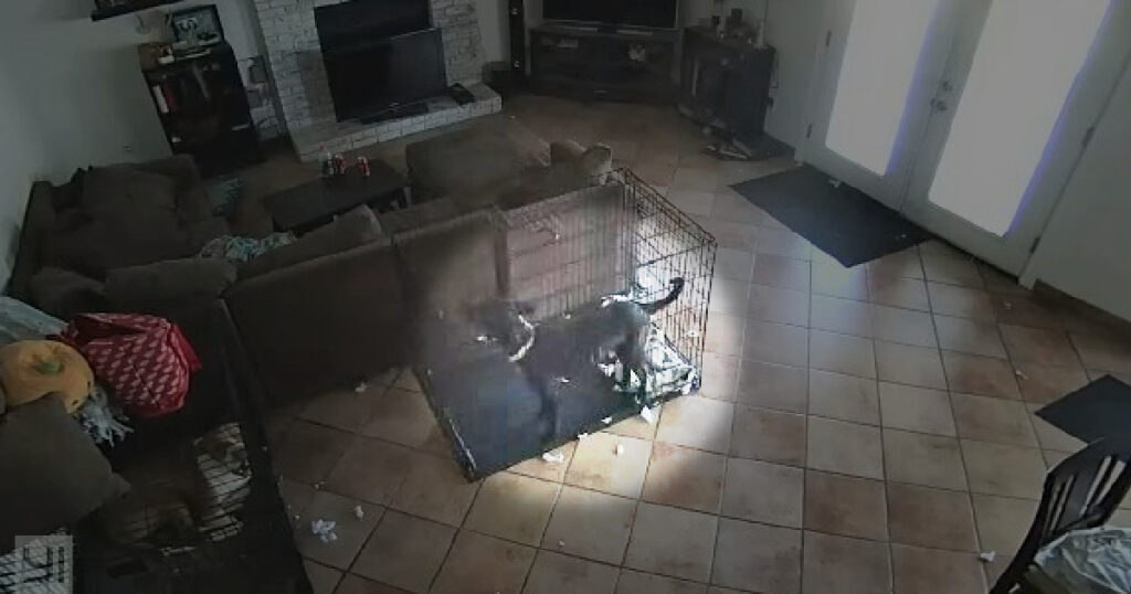 Chilling Camera Footage Captures A "Ghost" Removing A Dog's Collar