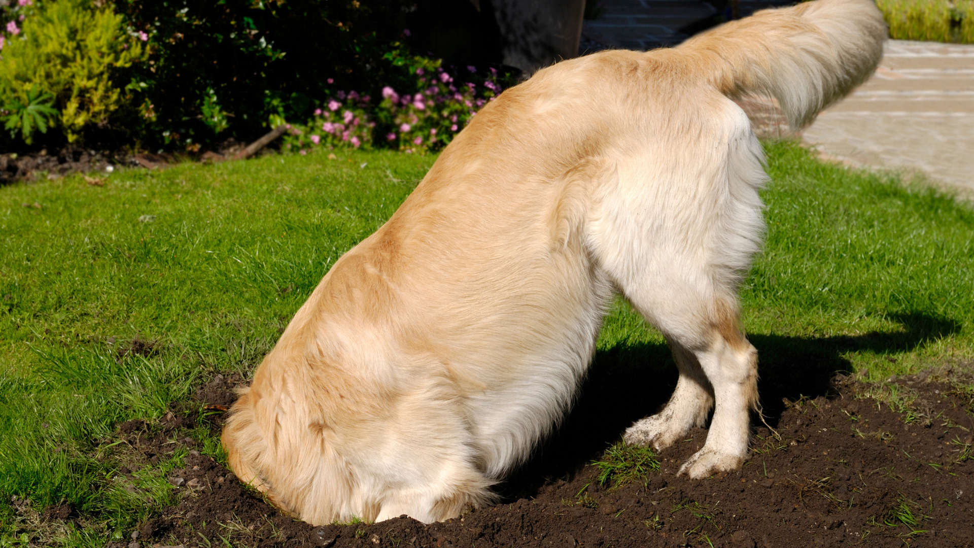 How To Stop Your Dog From Digging